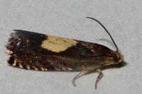 Pammene regiana
