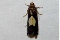 Pammene regiana
