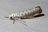 Yponomeuta rorrella
