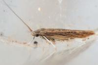 Coleophora