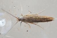 Coleophora