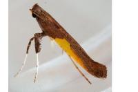 Caloptilia