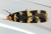 Oegoconia