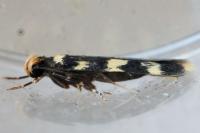Oegoconia