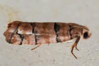 Pseudococcyx tessulatana