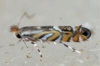 Macrosaccus robiniella