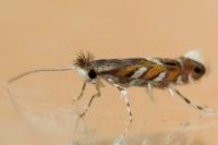 Macrosaccus robiniella