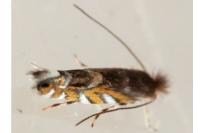 Macrosaccus robiniella