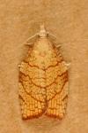 Pandemis corylana
