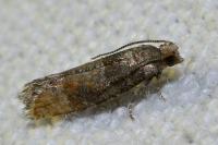 Clavigesta purdeyi