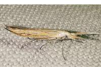 Coleophora