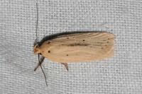 Agonopterix pallorella