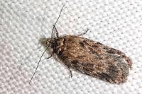 Depressaria