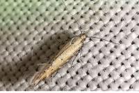 Aristotelia brizella