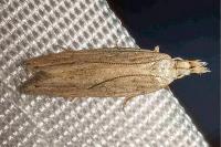 Anarsia