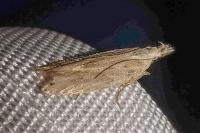 Anarsia
