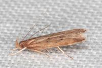 Helcystogramma lutatella