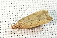 Helcystogramma lutatella