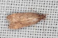 Helcystogramma lutatella