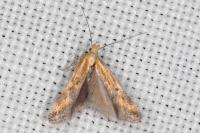 Metzneria artificella