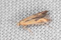 Metzneria artificella