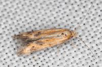 Metzneria artificella