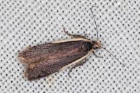Nothris lemniscellus