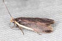 Nothris lemniscellus