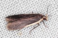 Nothris lemniscellus