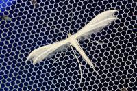 Pterophorus pentadactylus