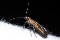 Ochromolopis ictella
