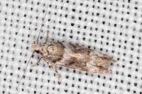 Recurvaria nanella