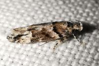 Recurvaria nanella