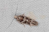 Recurvaria nanella