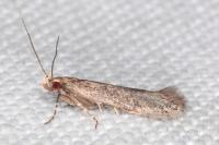 Stomopteryx