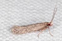 Stomopteryx