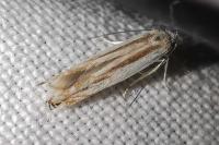 Thiotricha majorella
