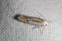 Thiotricha majorella