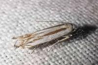 Thiotricha majorella