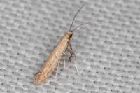 Aspilapteryx limosella