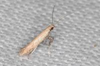 Aspilapteryx limosella