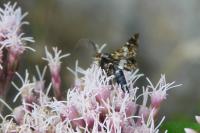 Thyris fenestrella