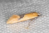 Batia lambdella