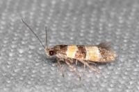 Goidanichiana jourdheuillella