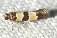 Goidanichiana jourdheuillella