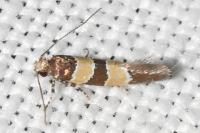 Goidanichiana jourdheuillella
