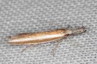 Pleurota aristella