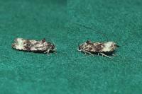 Endothenia