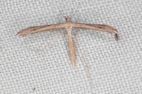 Stenoptilia