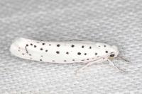 Yponomeuta